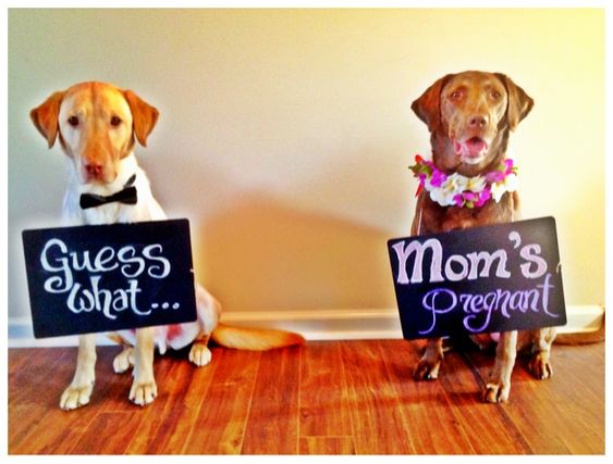 Dogs With Signs